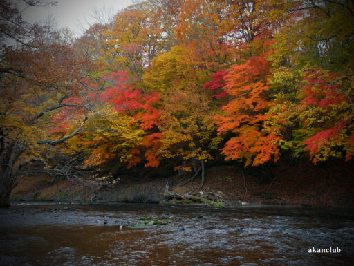 2025年秋の阿寒川