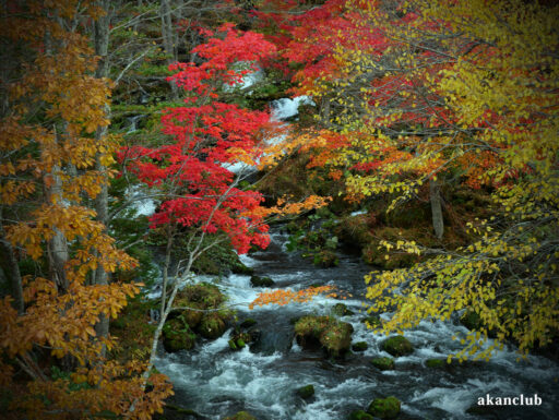 2025年秋の阿寒川