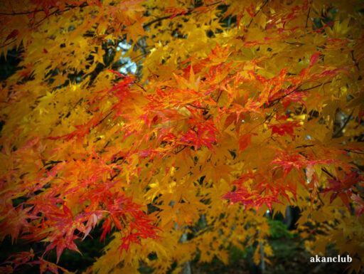 2025年秋の阿寒川