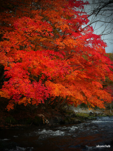 2025年秋の阿寒川